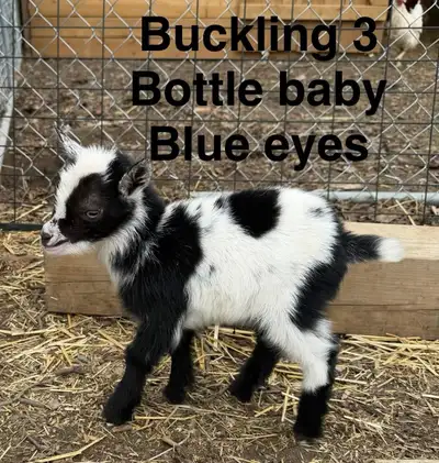  Nigerian Dwarf Goats – Doelings & Bucklings Available , View more