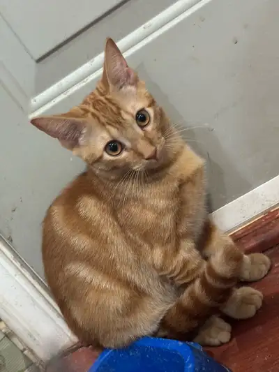 Male and Female Kittens Looking for Loving Homes, View more