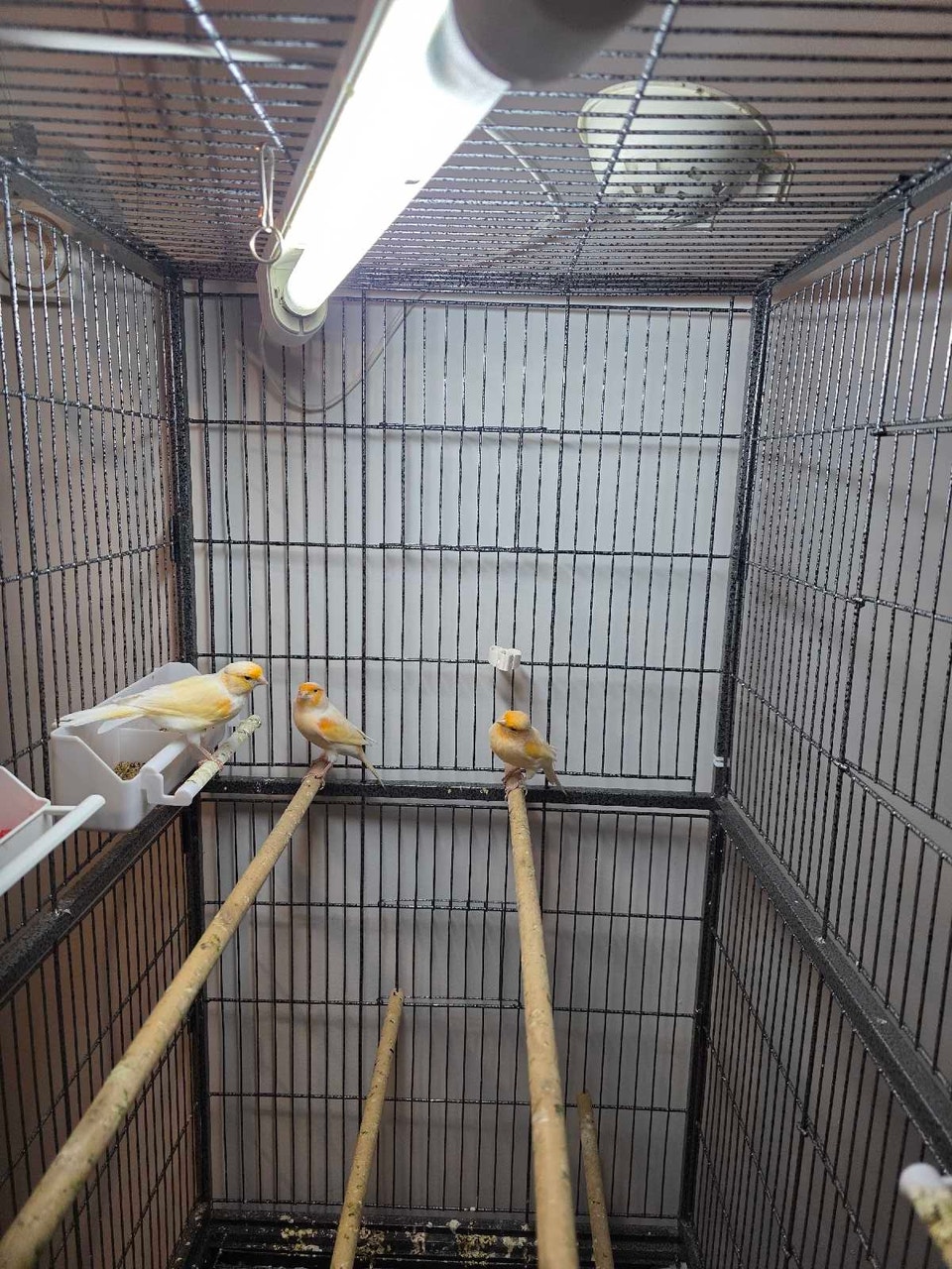 canaries for sale | Birds for Rehoming | Hamilton | Free local ...