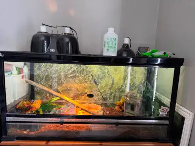 1 year old Pastel het clown ball python -Male Eating medium rats Enclosure details 48” Atasuki 48x24...