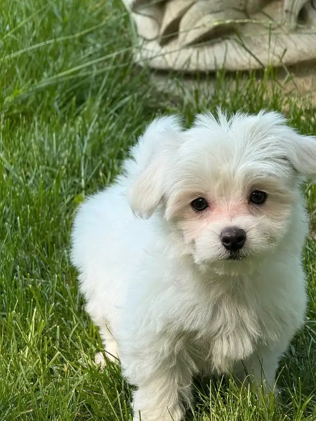 Gorgeous Maltese puppy in Dogs & Puppies for Rehoming in City of Toronto - Image 2