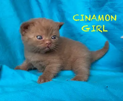 BRITISH SHORTHAIR RARE COLOR, View more