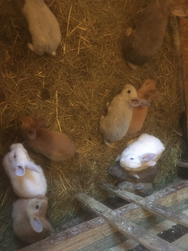 rabbits  for sale in Small Animals for Rehoming in Williams Lake - Image 2