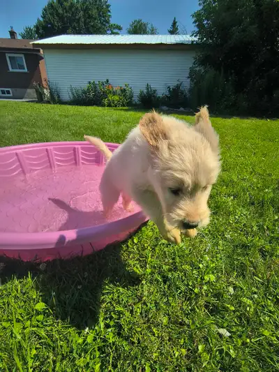1 PUPPY REMAINING!!, View more