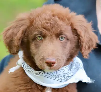 6  RARES DOODLES, BORDOODLES,  BORDOODLES   CHIOTS - PUPPIES, View more