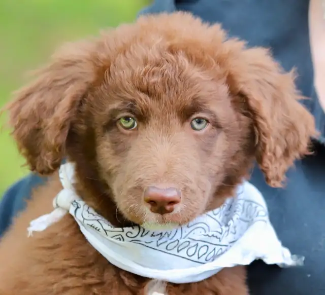 6  RARES DOODLES, BORDOODLES,  BORDOODLES   CHIOTS - PUPPIES in Dogs & Puppies for Rehoming in Laurentides - Image 3