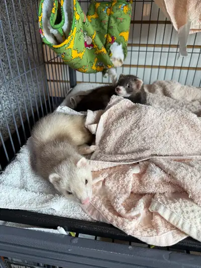 Marshall Ferrets , View more