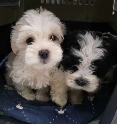 shih tzu Maltese puppies, View more