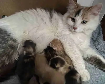 Don’t read this ad if you don’t want to be smitten by kittens. Resistance is futile. 6 pudgy babies...