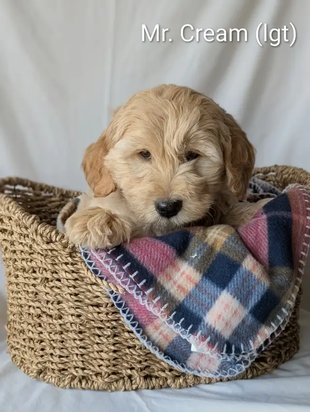 F1 MINATURE GOLDENDOODLE PUPPIES in Dogs & Puppies for Rehoming in Winnipeg - Image 3