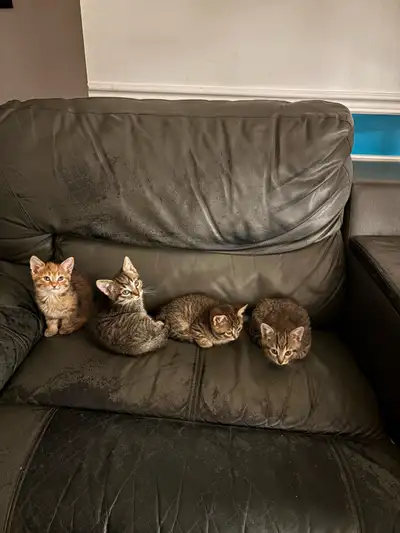 chaton à vendre , View more