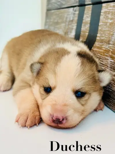 MINI AUSKY PUPPIES!! Looking for your new best friend? Need an addition to your family? Love Austral...