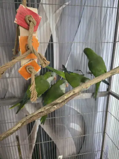 2 Bébés Perroquet Quaker femelle à vendre, View more