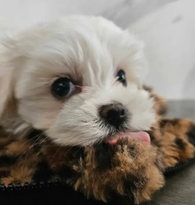 purebred premium mini Korean Maltese puppies in Dogs & Puppies for Rehoming in Kitchener / Waterloo - Image 8