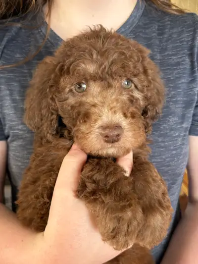 Labradoodle Puppies❤️! Ready to Go!, View more