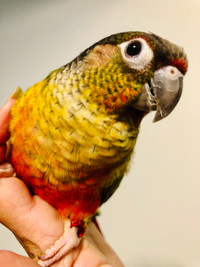 Beautiful Handfed Baby Conures