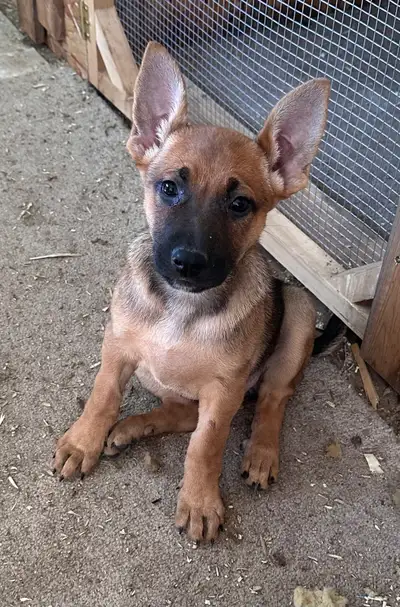 German shepherd x Belgian Malinois, View more