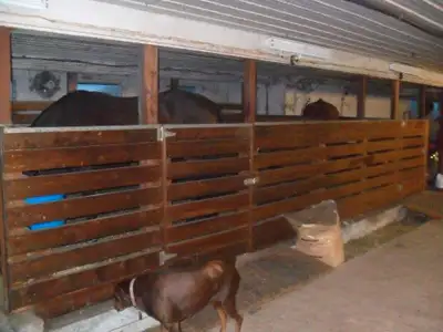 Retirement/pasture/trail riding horse board, View more