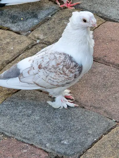 beautiful pigeons , View more