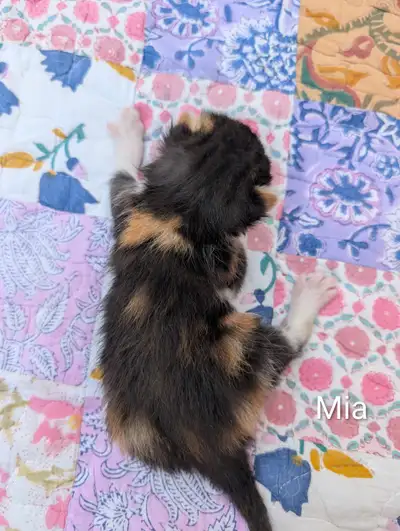 Adorable family Kittens , View more