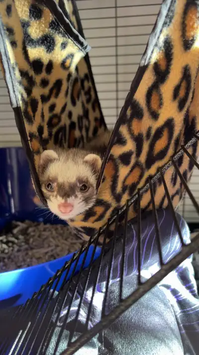 2 Female Ferrets & Cage For Sale, View more