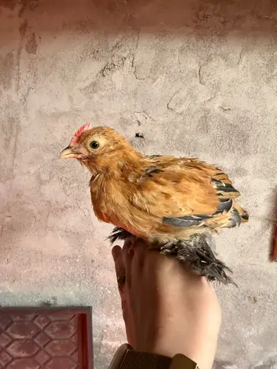 Mille Fleur D’Uccles Chicken, View more