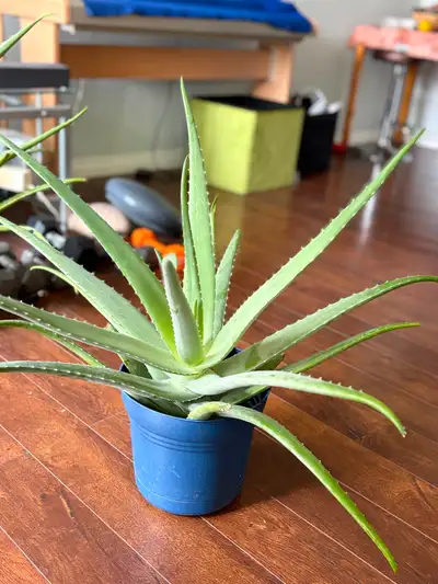 Very healthy aloe vera plant. It stands about 29”. I have a few to sell. Buyer gets extra couple of...