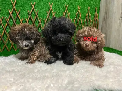 Adorable tiny toy poodle puppies ready!, View more
