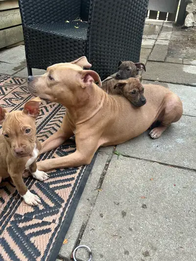 American bulldog puppies, View more