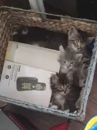 7 cute kittens
