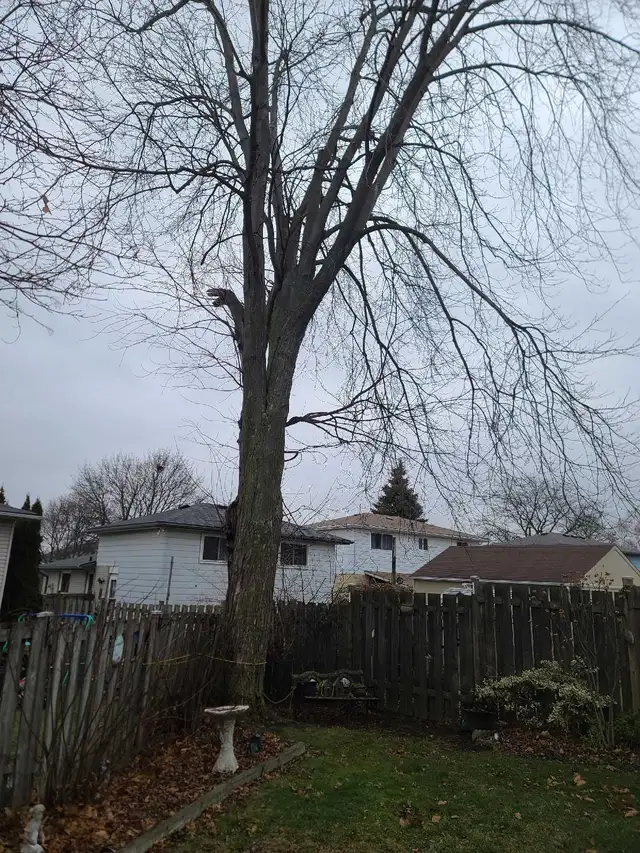 Tree Removal, Branch Removal Tree Cutting Service and Han in Lawn, Tree Maintenance & Eavestrough in Hamilton - Image 5