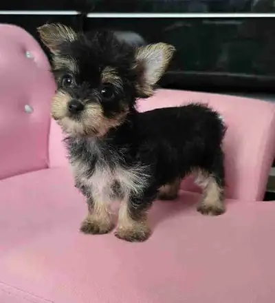 yorkie puppies , View more