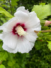 White pink centered rose of sharon plant