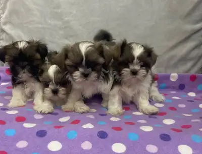 4 Super Cute Shih Tzu Babies Ready to go home Christmas Eve, View more