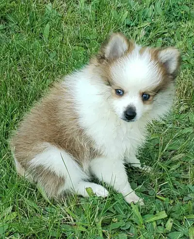 pomeranian puppies, View more