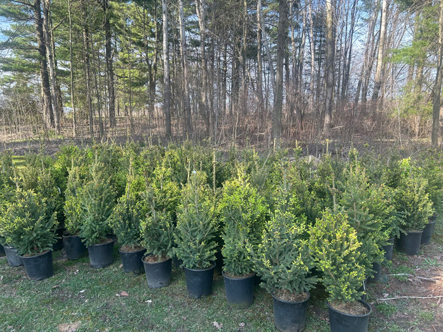 White Spruce (North Pole) 5 Gallon - $65/each  in Plants, Fertilizer & Soil in Kitchener / Waterloo