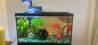 10 gallon fish tank with fish and accessories 