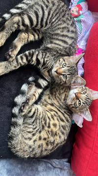 2 chatons bengal (10mois)