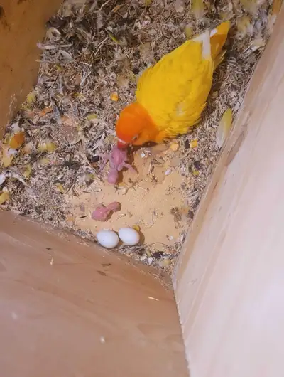 Beautiful Original Yellow Lovebird Pair for Sale Healthy and proven breeding pair, 3 years old. Very...