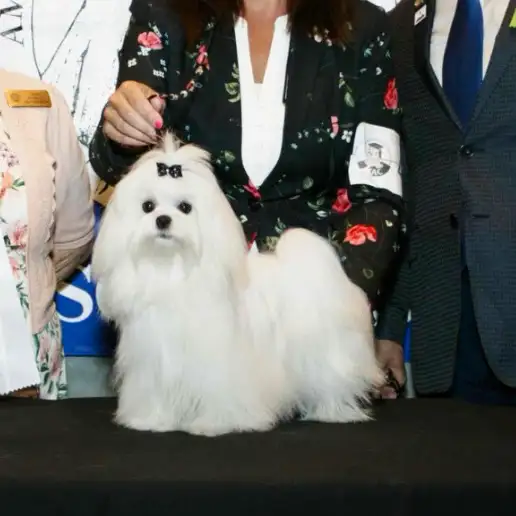 3 mini Bichon maltais , Maltese , pure race lignée champion in Dogs & Puppies for Rehoming in Laval / North Shore - Image 10