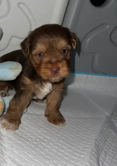 Beautiful Morkie puppies, View more