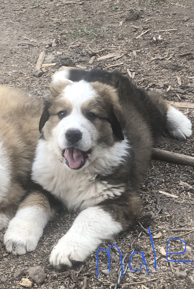ONLY 3 LEFT. Bernese/Pyrenees Dogs & Puppies for Rehoming Smithers
