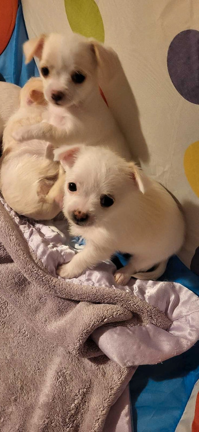 ❤️Chihuahua puppies ❤️  2 females available 