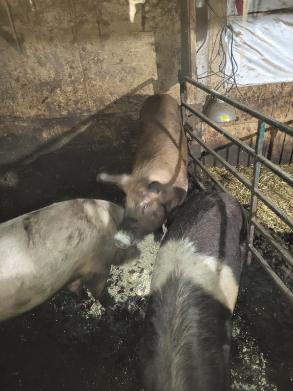 Breeding Boars FOR SALE in Livestock in Renfrew - Image 2