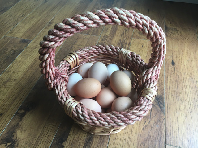 Free range, non-gmo eggs in Health & Special Needs in London