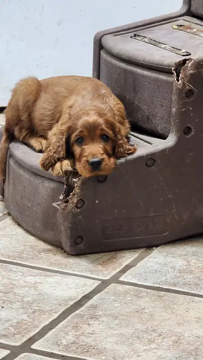 CKC-registered Health tested Irish Setter puppies., View more