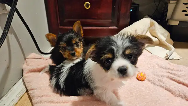 MALE YORKIE PUPPY in Dogs & Puppies for Rehoming in Belleville - Image 8