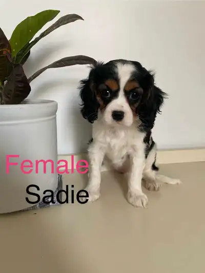 Hi! We are excited to present these 2 gorgeous females. This breed is the most lovable you will find...