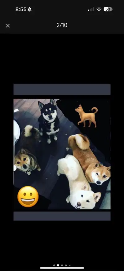 Shiba Inu puppies, ONLY 3 left! Ready to go to new homes, View more