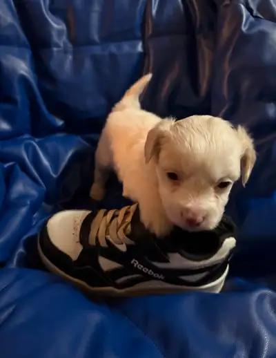 poodle x chihuahua puppy, View more